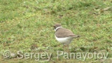 Video of Little Ringed Plover - Little Ringed Plover in early spring in nest period near to the Shabla lake
